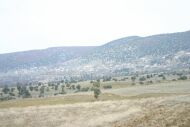 cevizli